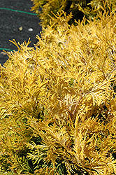 Gold Drop Arborvitae (Thuja occidentalis 'Gold Drop') at Stonegate Gardens