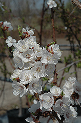 Sungold Apricot (Prunus 'Sungold') at A Very Successful Garden Center