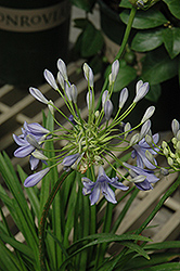Midnight Blue Agapanthus (Agapanthus 'Midnight Blue') at A Very Successful Garden Center