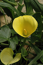 Natural Bouquet Calla Lily (Zantedeschia 'Natural Bouquet') at A Very Successful Garden Center