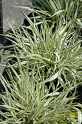 Fubuki Hakone Grass (Hakonechloa macra 'Briform') at Stonegate Gardens