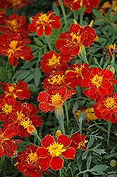 Safari Red Marigold (Tagetes patula 'Safari Red') at Lakeshore Garden Centres