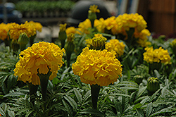Safari Yellow Marigold (Tagetes patula 'Safari Yellow') at A Very Successful Garden Center