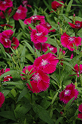 Ideal Select Violet Pinks (Dianthus 'Ideal Select Violet') at Lakeshore Garden Centres