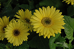 Royal Yellow Gerbera Daisy (Gerbera 'Royal Yellow') at A Very Successful Garden Center