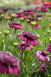 3D Purple African Daisy (Osteospermum '3D Purple') at A Very Successful Garden Center