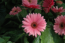 Royal Deep Pink Gerbera Daisy (Gerbera 'Royal Deep Pink') at A Very Successful Garden Center