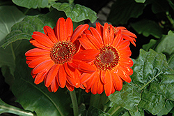 Royal Deep Orange Gerbera Daisy (Gerbera 'Royal Deep Orange') at A Very Successful Garden Center