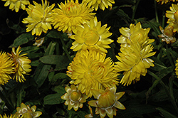 Strawburst Yellow Strawflower (Bracteantha bracteata 'Strawburst Yellow') at Lakeshore Garden Centres