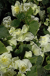 Glory White Begonia (Begonia x hiemalis 'Glory White') at A Very Successful Garden Center