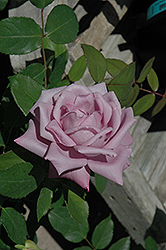 Moonlight Magic Rose (Rosa 'Moonlight Magic') at A Very Successful Garden Center