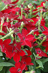 Starmaker Bright Red Flowering Tobacco (Nicotiana 'Starmaker Bright Red') at A Very Successful Garden Center