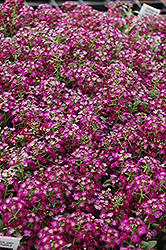 Wonderland Deep Purple Sweet Alyssum (Lobularia maritima 'Wonderland Deep Purple') at A Very Successful Garden Center