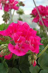 Sunrise Dark Pink Geranium (Pelargonium 'Sunrise Dark Pink') at A Very Successful Garden Center