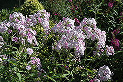 Blushing Shortwood Garden Phlox (Phlox paniculata 'Blushing Shortwood') at Stonegate Gardens