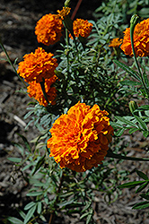 Jedi Orange Marigold (Tagetes erecta 'Jedi Orange') at Lakeshore Garden Centres