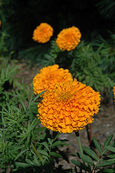Narai Orange Marigold (Tagetes erecta 'Narai Orange') at A Very Successful Garden Center