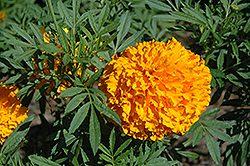 Bali Orange Marigold (Tagetes erecta 'Bali Orange') at Lakeshore Garden Centres