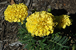 Christy Yellow Marigold (Tagetes erecta 'Christy Yellow') at A Very Successful Garden Center