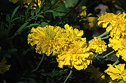 Babuda Gold Marigold (Tagetes erecta 'Babuda Gold') at A Very Successful Garden Center