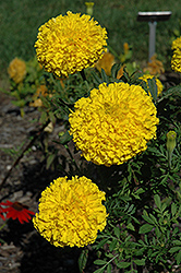 Babuda Yellow Marigold (Tagetes erecta 'Babuda Yellow') at Lakeshore Garden Centres