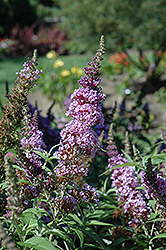 Buzz Violet Butterfly Bush (Buddleia davidii 'Tobudviole') at A Very Successful Garden Center
