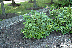 Athens Sweetshrub (Calycanthus floridus 'Athens') at A Very Successful Garden Center