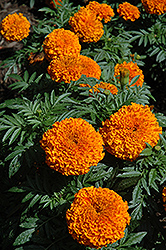 Moonsong Deep Orange Marigold (Tagetes erecta 'Moonsong Deep Orange') at A Very Successful Garden Center