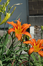 Orange Daylily (Hemerocallis fulva) at Stonegate Gardens
