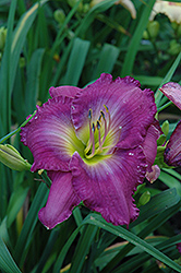 Uncharted Waters Daylily (Hemerocallis 'Uncharted Waters') at Stonegate Gardens