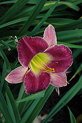Lord Of Illusions Daylily (Hemerocallis 'Lord Of Illusions') at Stonegate Gardens