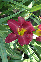 Wicked Witch Daylily (Hemerocallis 'Wicked Witch') at A Very Successful Garden Center
