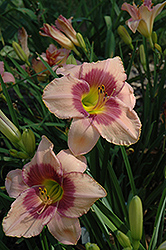 Svengali Daylily (Hemerocallis 'Svengali') at A Very Successful Garden Center