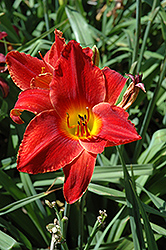 Imperial Guard Daylily (Hemerocallis 'Imperial Guard') at A Very Successful Garden Center