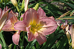 Orchid Ballet Daylily (Hemerocallis 'Orchid Ballet') at Lakeshore Garden Centres