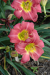 Secondhand Rose Daylily (Hemerocallis 'Secondhand Rose') at A Very Successful Garden Center