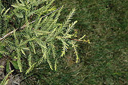 Peve Yellow Baldcypress (Taxodium distichum 'Peve Yellow') at Lakeshore Garden Centres
