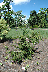 Gowdy Oriental Spruce (Picea orientalis 'Gowdy') at Stonegate Gardens