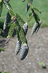 Gowdy Oriental Spruce (Picea orientalis 'Gowdy') at Stonegate Gardens
