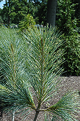 Zebrina Himalayan Pine (Pinus wallichiana 'Zebrina') at A Very Successful Garden Center
