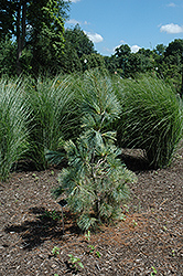 Zebrina Himalayan Pine (Pinus wallichiana 'Zebrina') at A Very Successful Garden Center
