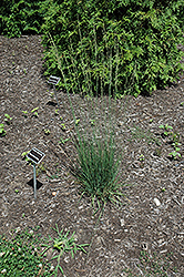 Goldgehaenge Tufted Hair Grass (Deschampsia cespitosa 'Goldgehaenge') at Stonegate Gardens