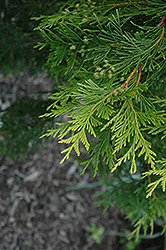Canadian Gold Red Cedar (Thuja plicata 'Canadian Gold') at Stonegate Gardens