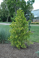 Canadian Gold Red Cedar (Thuja plicata 'Canadian Gold') at Stonegate Gardens