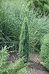 Pencil Point Juniper (Juniperus communis 'Pencil Point') at A Very Successful Garden Center