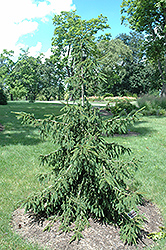 Gold Tipped Oriental Spruce (Picea orientalis 'Aureospicata') at A Very Successful Garden Center