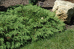 Russian Cypress (Microbiota decussata) at Lakeshore Garden Centres
