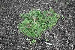 Secrest Baldcypress (Taxodium distichum 'Secrest') at A Very Successful Garden Center