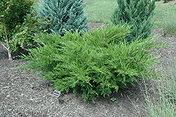 Sea Green Juniper (Juniperus chinensis 'Sea Green') at A Very Successful Garden Center