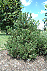 Oregon Green Austrian Pine (Pinus nigra 'Oregon Green') at A Very Successful Garden Center